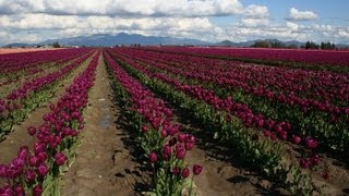 Skagit Valley Tulip Festival  Washington State  Skagit Valley Tulips [upl. by Lalise232]