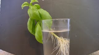 How To Take Plant Cuttings [upl. by Nilecoj5]