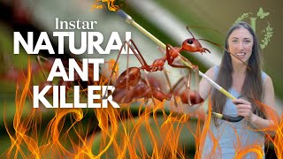 Get Rid of Ants Naturally with a Fiery Torch [upl. by Ellehcrad669]