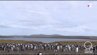 Sans Frontières  Brexit la peur des îles Malouines [upl. by Oneida]