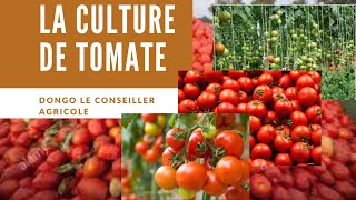 LA CULTURE DE TOMATE comment faire 40 a 60 tonnes lhectare BIEN CULTIVER LA TOMATE [upl. by Namdor]