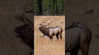 Sounds of Elk Bugle  Elk Rutting Calls [upl. by Fletch]