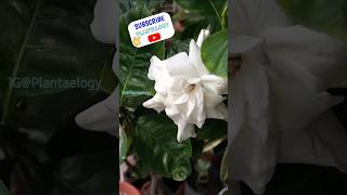 USE THIS SOIL for Lots of Flowers in Gardenia Plant [upl. by Waterman]