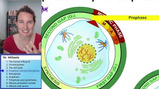 Mitosis 4 Prophase and prometaphase [upl. by Hank]