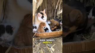 4nak Anjing Gabung Dengan Keluarga Kucing shorts [upl. by Yv]