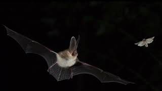 Brown Long Eared Bat Call [upl. by Morette689]