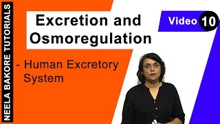 Excretion and Osmoregulation  NEET  Human Excretory System  Neela Bakore Tutorials [upl. by Dunlavy]