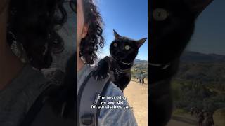 The world’s most adventurous wobbly cat wobblycat cerebellarhypoplasia blackcat vanlife [upl. by Adigirb]