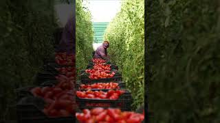 Meet the Italian Grandparents That Harvest San Marzano Tomatoes [upl. by Naillik523]