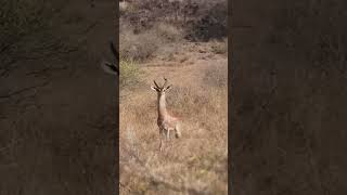 Record gerenuk bow hunting bowhunting africa safari hunting [upl. by Mendes]