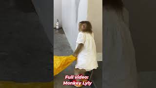 Monkey Lyly returns home after collecting scrap metal shorts monkey youtubeshorts cutefunny [upl. by Amsirahc]