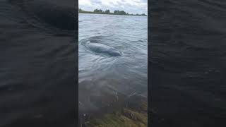 Was worried this manatee was washed up after a bad storm turns out he was just snacking manatee [upl. by Siletotsira635]