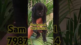 Black Labrador male female dog and puppy for sale indore ujjain and ratlam bhopal black Labrador [upl. by Silra]