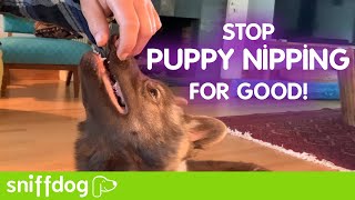 Stop Your Puppy From Nipping at People [upl. by Feer]