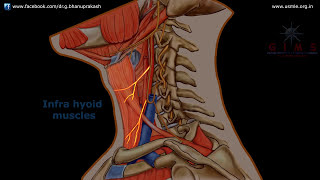 ANSA CERVICALIS ANATOMY ANIMATION [upl. by Hsemin]