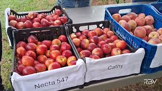 Dia de Campo sobre frutas de caroço reúne técnicos e produtores [upl. by Haakon]