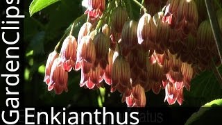 RedVeined Enkianthus  Enkianthus campanulatus  How to grow Enkianthus [upl. by Lyrrehs709]