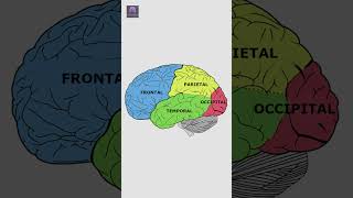 Estructura y Función de la Corteza Cerebral Explicadas en 60 Segundos 🧠 [upl. by Raddy857]