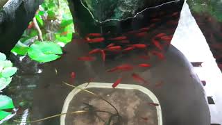 Platy Fish  Natural fish Tank [upl. by Elumas305]