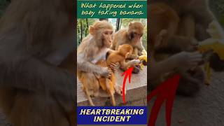 OMG How Big Monkey Bite When Baby Monkey Grabs Banana adorablewildlife animalworld viral [upl. by Olraced350]