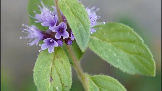 Cornmint Essential Oil [upl. by Yrek134]