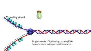 The Proteins Involved in DNA Replication Life Sciences Outreach Harvard University [upl. by Aissyla120]