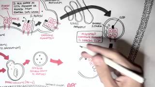 Immunology  MHC II Processing [upl. by Noslen227]