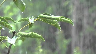 Pluie Relaxante pour Dormir en 2 Minutes  Meilleurs Sons de Pluie dans la Forêt Brumeuse [upl. by Moynahan]