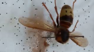 How Small Carpet Beetles Dermestidae Can Easily Destroy Collection of Wasps inside Box [upl. by Dottie]