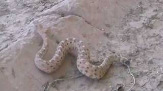 Sidewinder Rattlesnake in the Wild [upl. by Esinart]