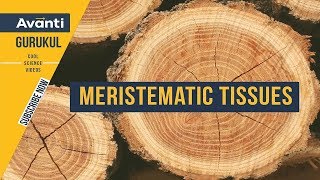 9S06  Tissues  Meristematic Tissues in Plants [upl. by Ytte]