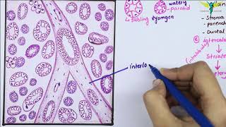 Histology Of SubMandibular Gland Mixed Salivary Gland  Salivary Gland [upl. by Enyrhtak553]