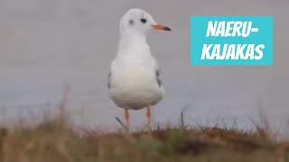 Naerukajakas Chroicocephalus ridibundus Blackheaded Gull  Eesti linnud [upl. by Romola1]