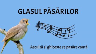 Glasul păsărilor  Ascultă și ghicește glasul păsărilor [upl. by Maren]