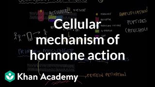 Cellular mechanism of hormone action  Endocrine system physiology  NCLEXRN  Khan Academy [upl. by Alleras964]