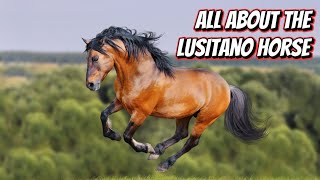 ALL ABOUT THE LUSITANO HORSE [upl. by Rayner945]