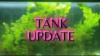 latest 40gallon update [upl. by Lila883]