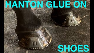 HANTON GLUE ON HORSESHOES  Farrier  Horseshoeing [upl. by Garry]