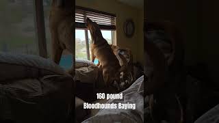 160 Pound Bloodhounds Baying [upl. by Anuahsed913]