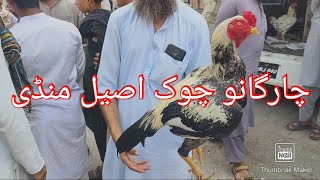 Peshawar chargano chok Aseel murgha mandi new video 2024 [upl. by Akenn]