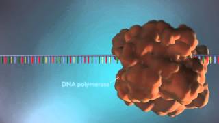 DNA replication  3D [upl. by Alyce]