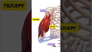 shorts Animation for Muscle Contraction And Antagonistic muscles [upl. by Yenroc]