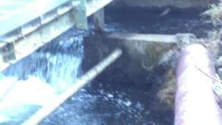 Lamprey Attempting Van Arsdale Fish Ladder on Eel River [upl. by Eltotsira]