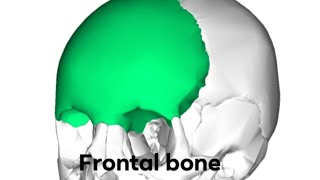 Frontal  part 2 anatomy skullandbones [upl. by Vassaux]