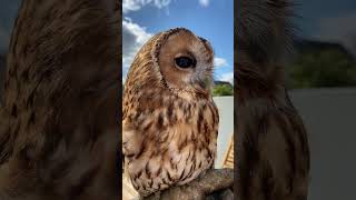 CHATTY TAWNY OWL shorts tawnyowl [upl. by Painter]