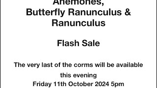 Friday 11th October Last Chance to order Butterfly Ranunculus Ranunculus and Anemones [upl. by Porush]