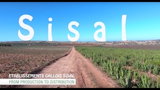 Sisal fibre  Documentary [upl. by Assilev]