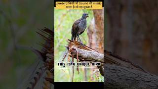 wait for End voice😳😍 4 Amazing 😳🤯Facts about Lyrebird [upl. by Eladnar473]