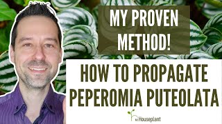 How to Propagate Peperomia Puteolata My Proven Method [upl. by Magda]