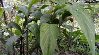 HOW TO GROW THE CARDAMON Elletaria cardamomum [upl. by Fisher384]